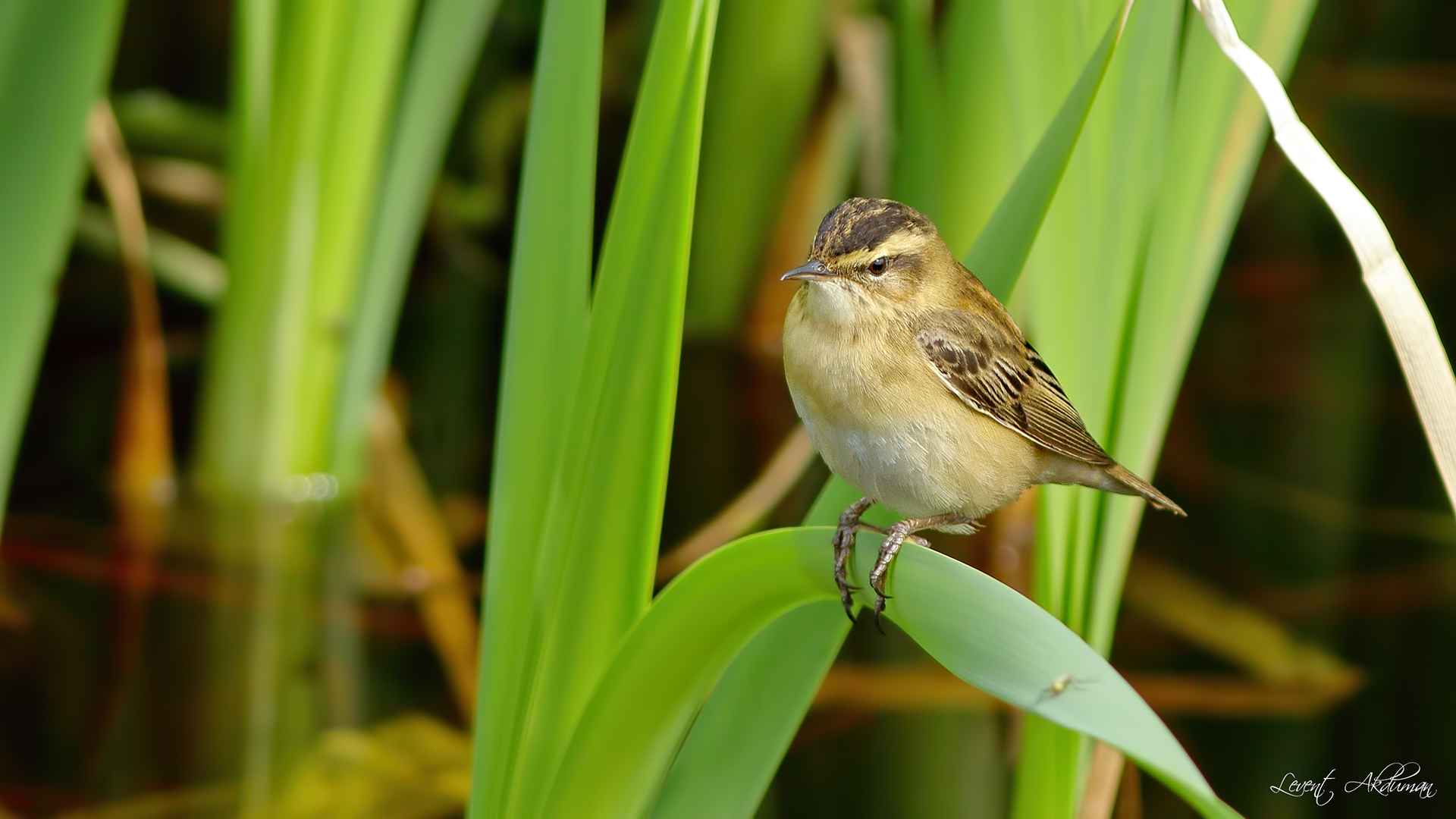 Sedge Warbler